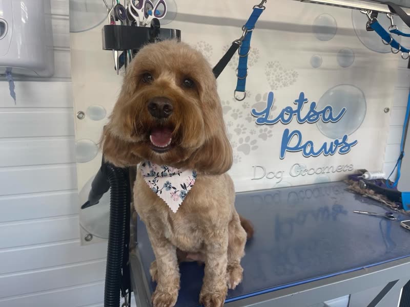 A freshly groomed cockapoo in a bandana sitting on the grooming table at Lotsa Paws