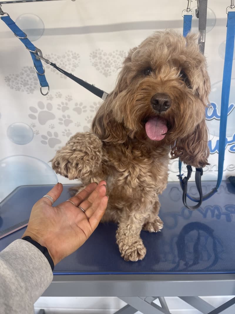 A groomed cockapoo standing on the blue grooming table while a groomer's hand steadies it