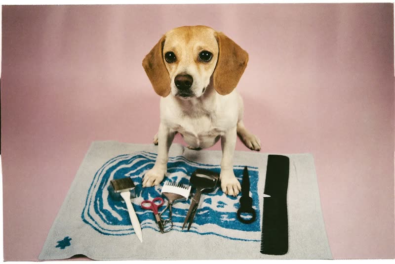 A calm dog sitting beside grooming tools