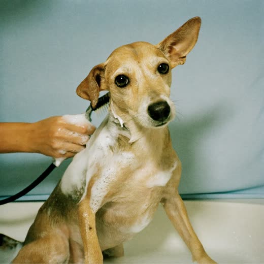 A dog being shampooed in a grooming bath