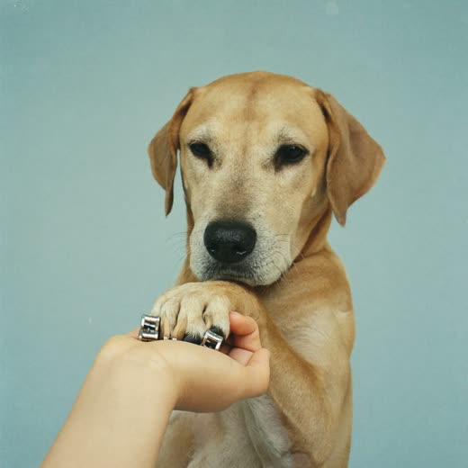 A dog's nails being clipped