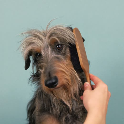 A long-haired dog being brushed out